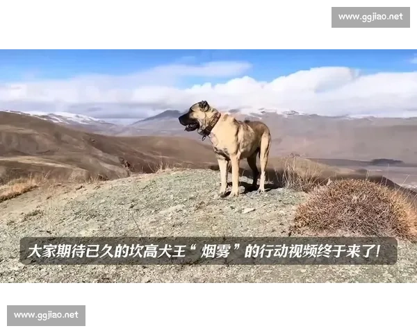 犬王比赛激烈角逐 谁能脱颖而出成为狗界之王
